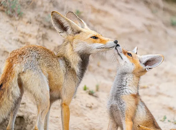 Arabian red fox