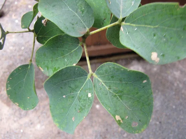 Kanaloa kahoolawensis