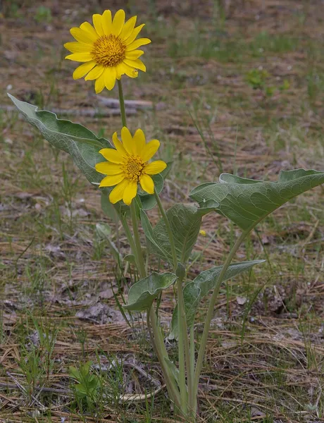 Balsamorhiza