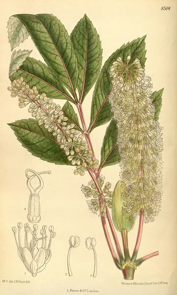 Cunonia