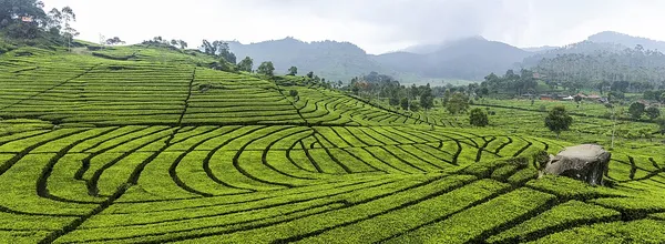History of tea