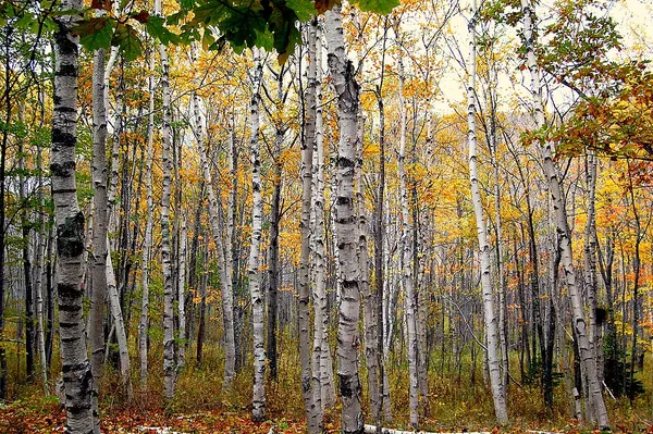 Betula papyrifera