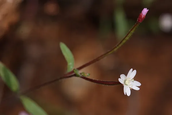 Epilobium minutum