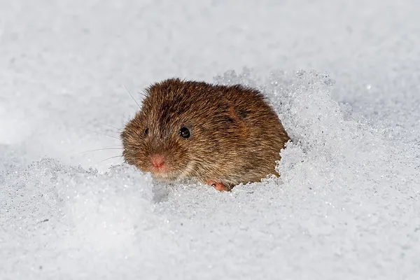 Eastern meadow vole