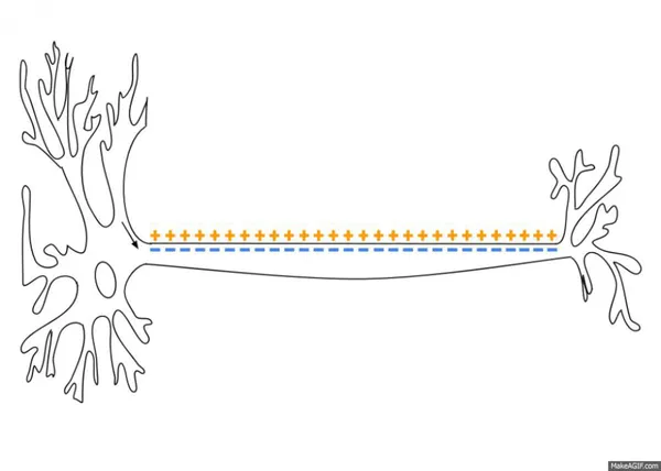 Action potential