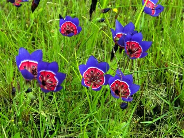 Geissorhiza