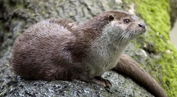 Eurasian otter