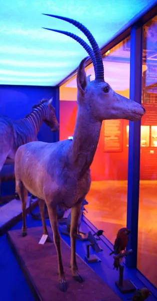 Bluebuck
