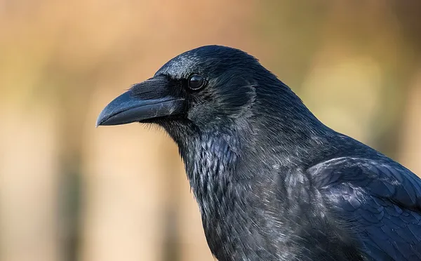 Corvidae