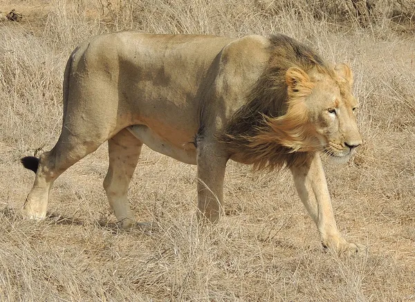 Asiatic lion