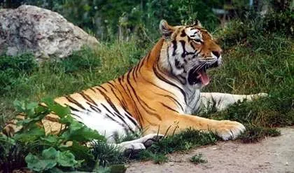 Fauna of Asia