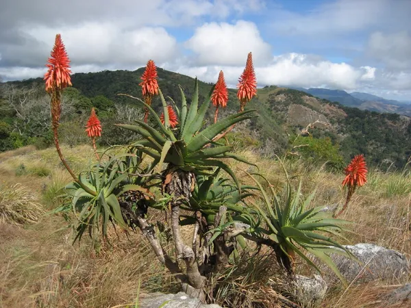 Aloe