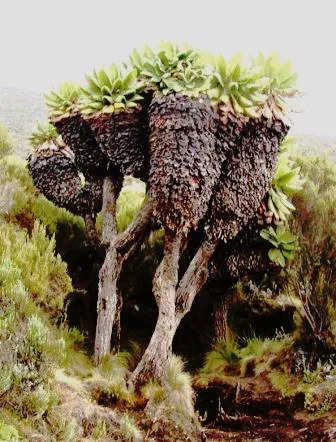 Dendrosenecio