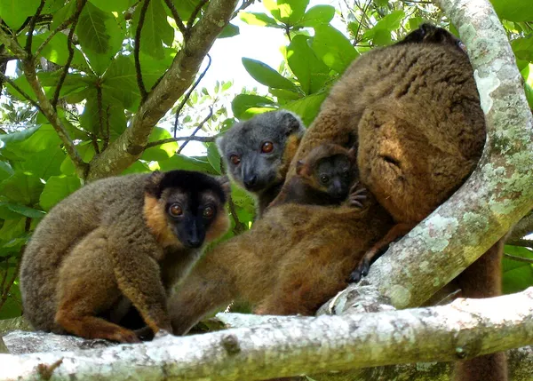 Collared brown lemur
