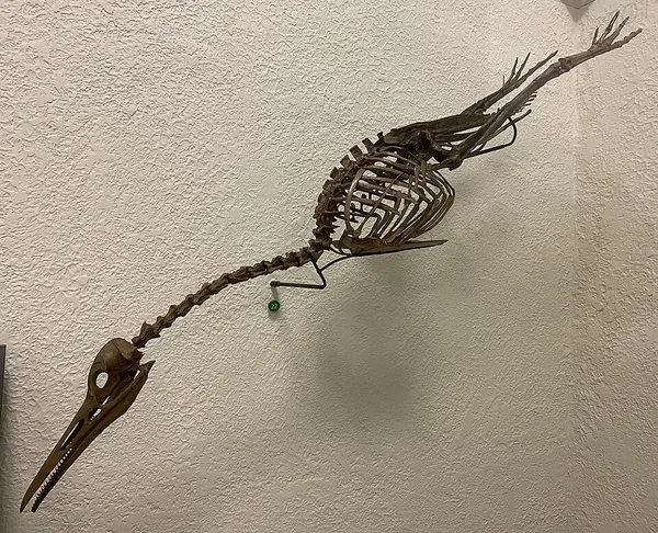 Hesperornis