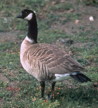 Aleutian cackling goose