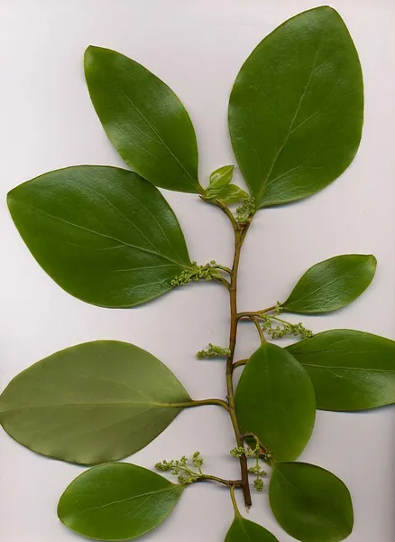Griselinia