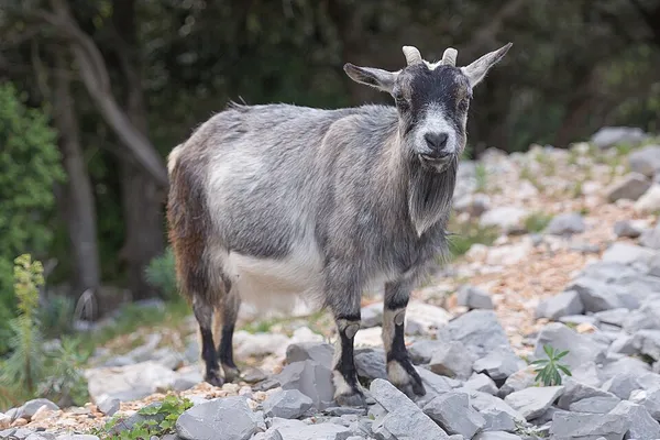 Feral goat