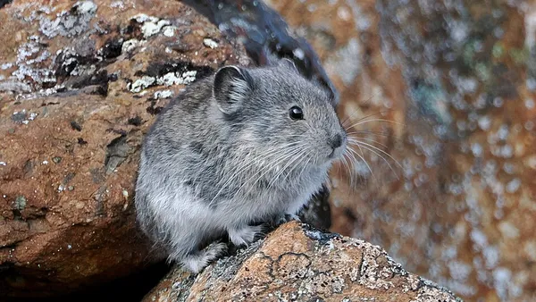Collared pika