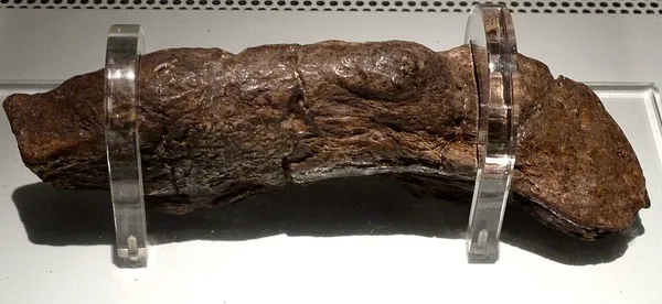 Biofact (archaeology)