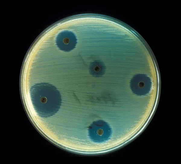 Antibiotic