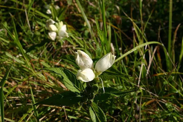 Chelone (plant)