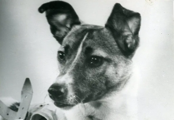 Laika