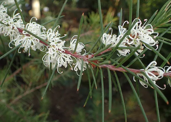 Hakea sericea