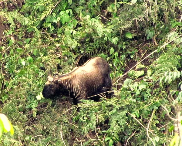 Bhutan takin