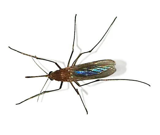 Culex pipiens