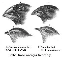 Adaptive radiation