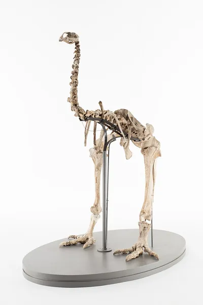 Heavy-footed moa