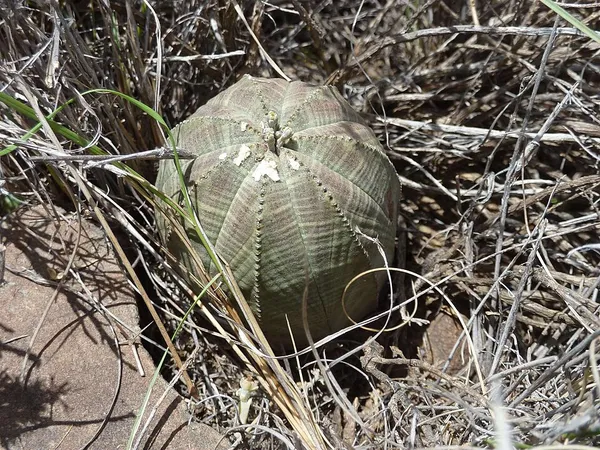 Euphorbia obesa