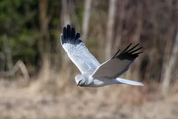 Hen harrier