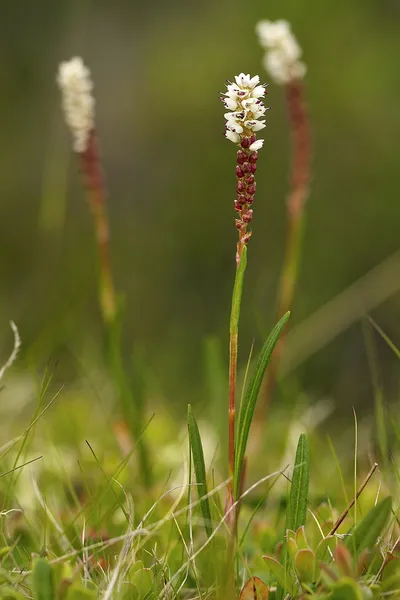 Bistorta vivipara