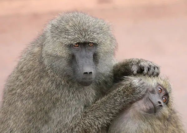 Altruism (biology)