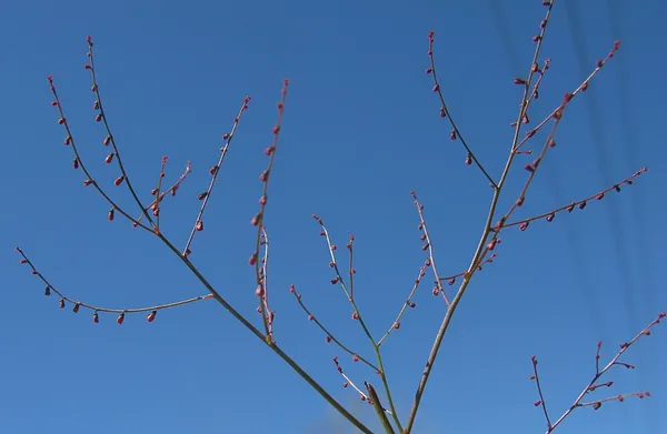 Gonocarpus