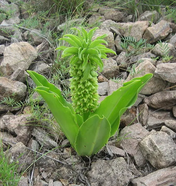 Eucomis