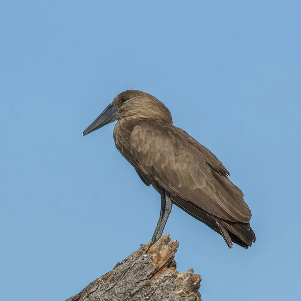 Hamerkop