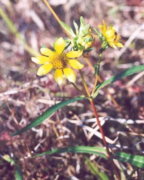 Bidens laevis