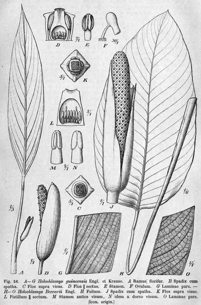 Holochlamys