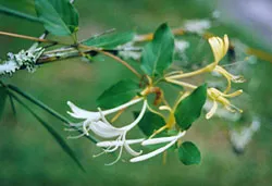 Caprifoliaceae