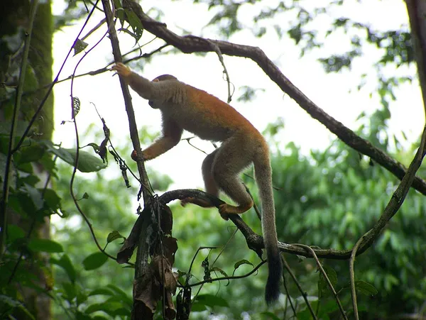 Grey-crowned Central American squirrel monkey