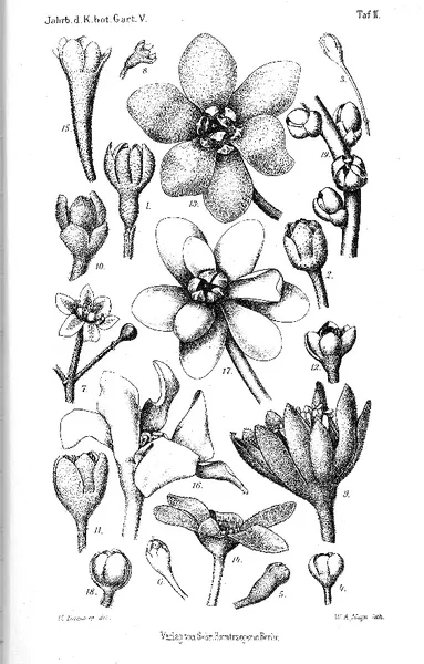 Dicypellium