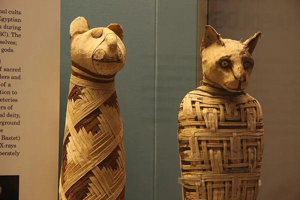 Animal mummy