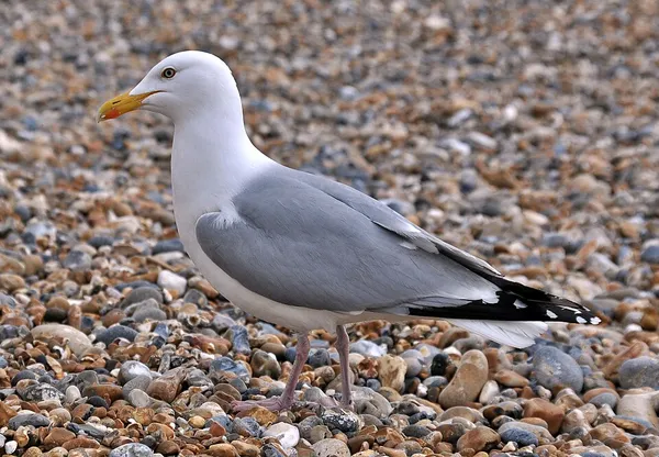 Gull