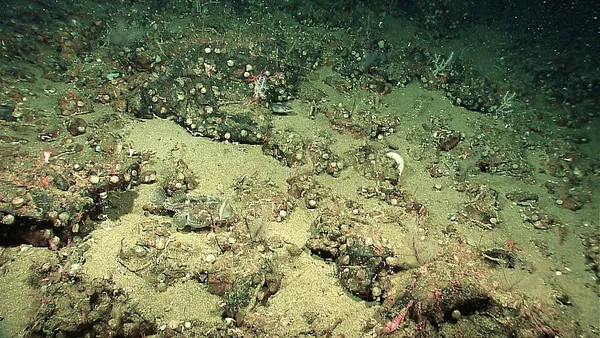Deep-sea community