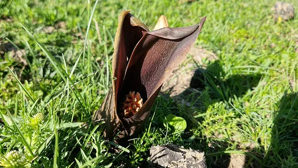 Gorgonidium
