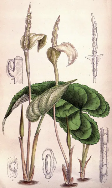 Hapaline (plant)