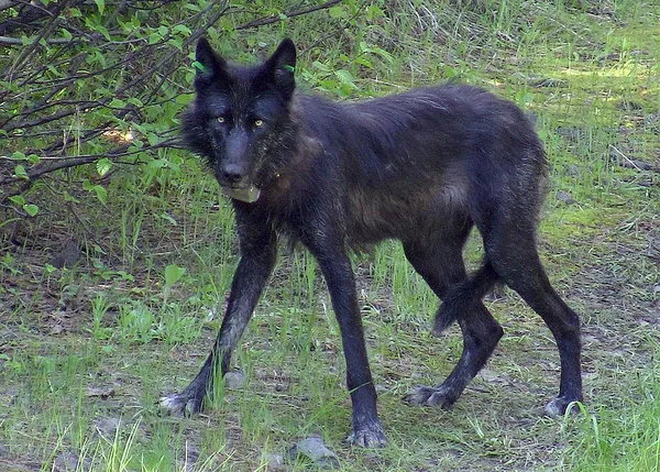 Black wolf
